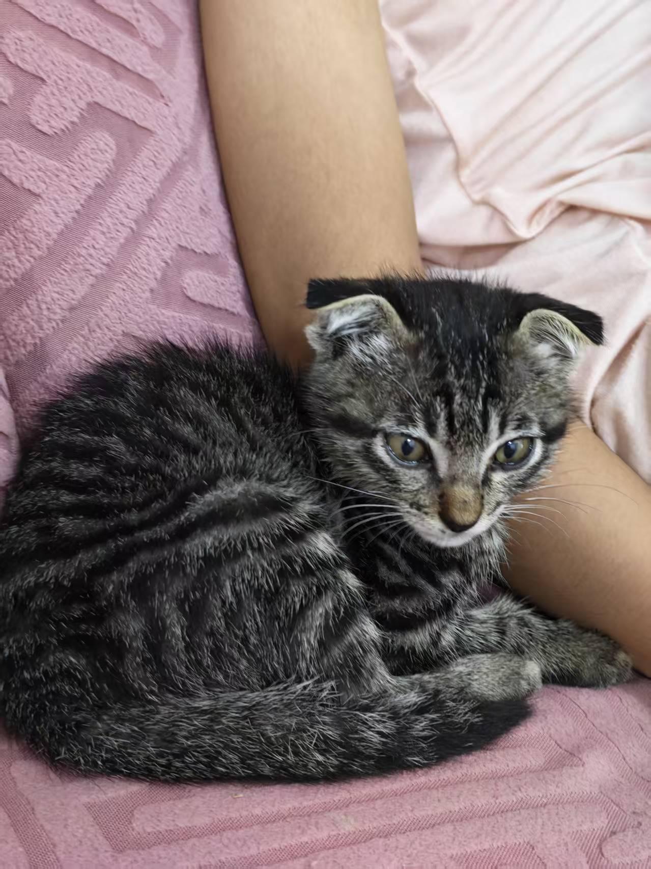 这只折耳猫是西双版纳大侄女小双捡的，捡到它的时候，这猫还没有脱离哺乳期，也就一拃