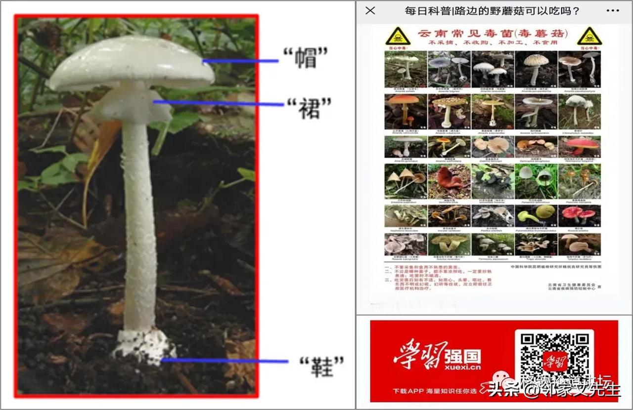 这类蘑菇肯定不能吃……

头上带“帽”的，就是头上有菌盖的；腰间系“裙”的，就是