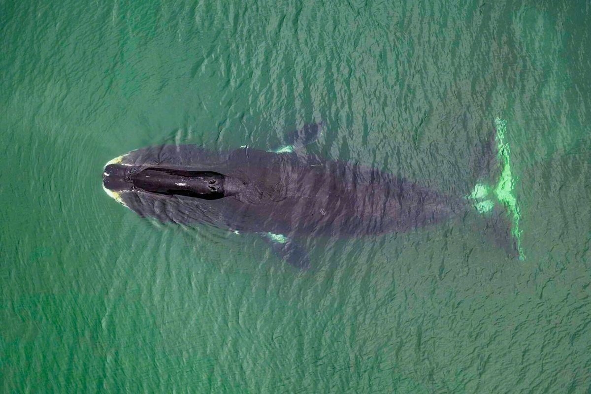 #夜读#【#为何弓头鲸能活到200岁#？】据埃菲社10月29日报道，弓头鲸是世界