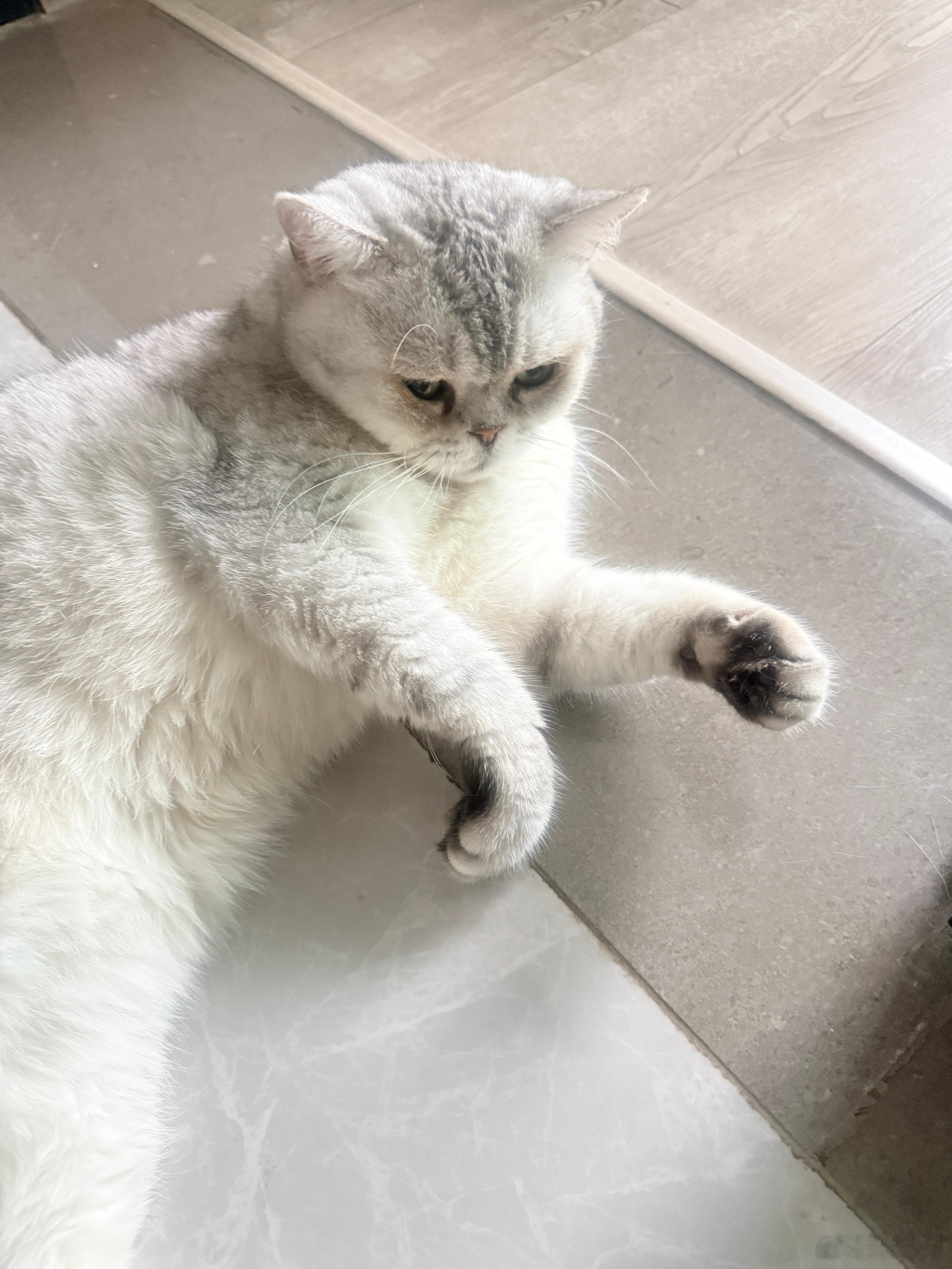 看我小猫给你一拳。嘻总今天的玩具坏了，就这么郁闷了一整夜天了。