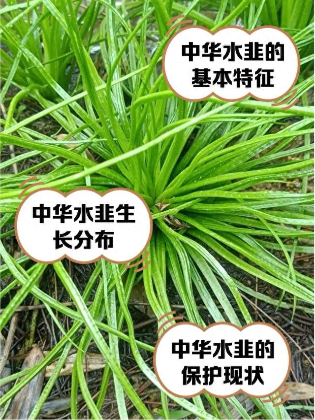 3 亿年演化出不死之身，却败给人类一把锄头