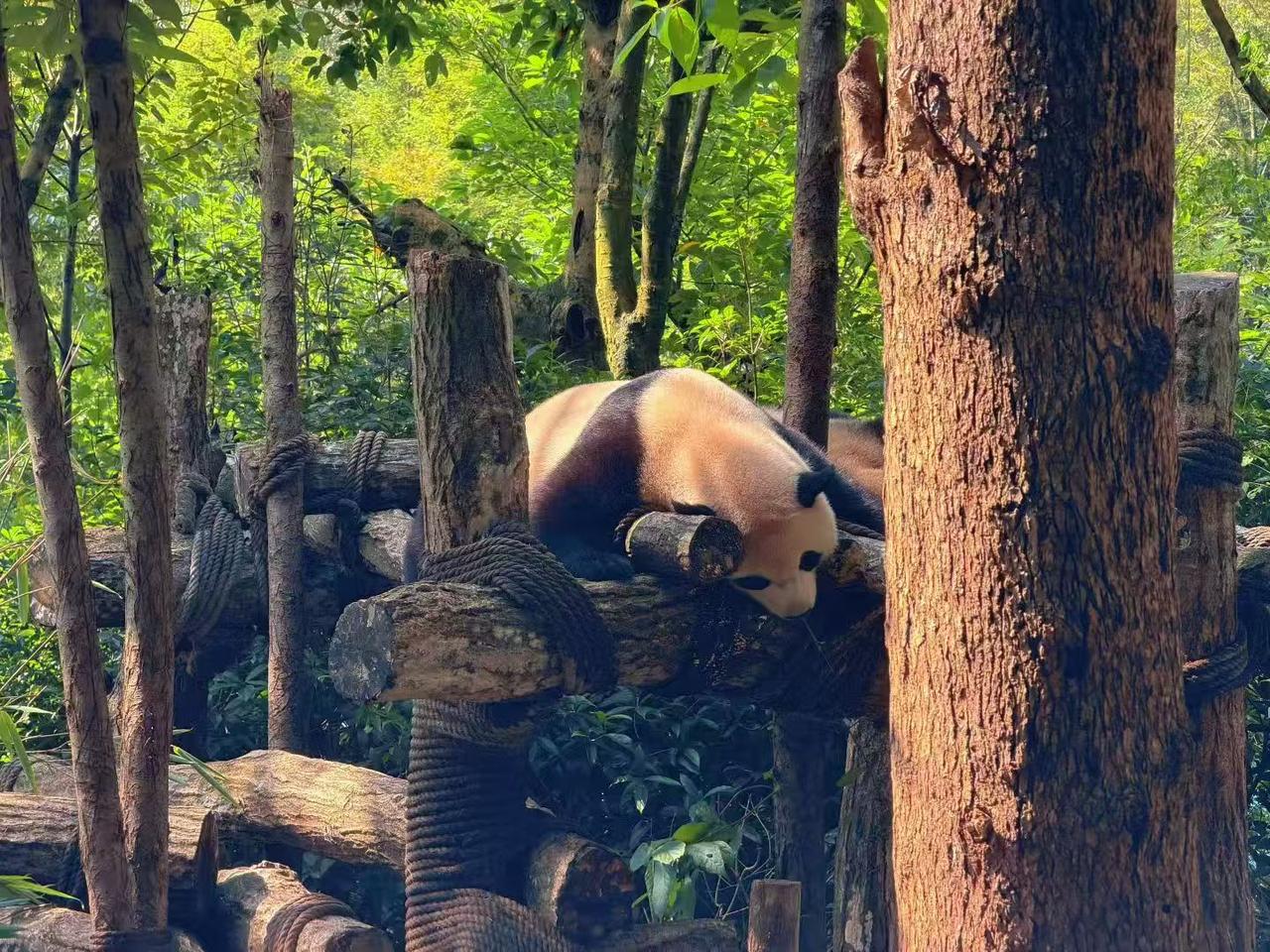 成都旅游，都江堰熊猫谷游玩攻略！
不想挤成都熊猫基地的人山人海✨，一定要来都江堰