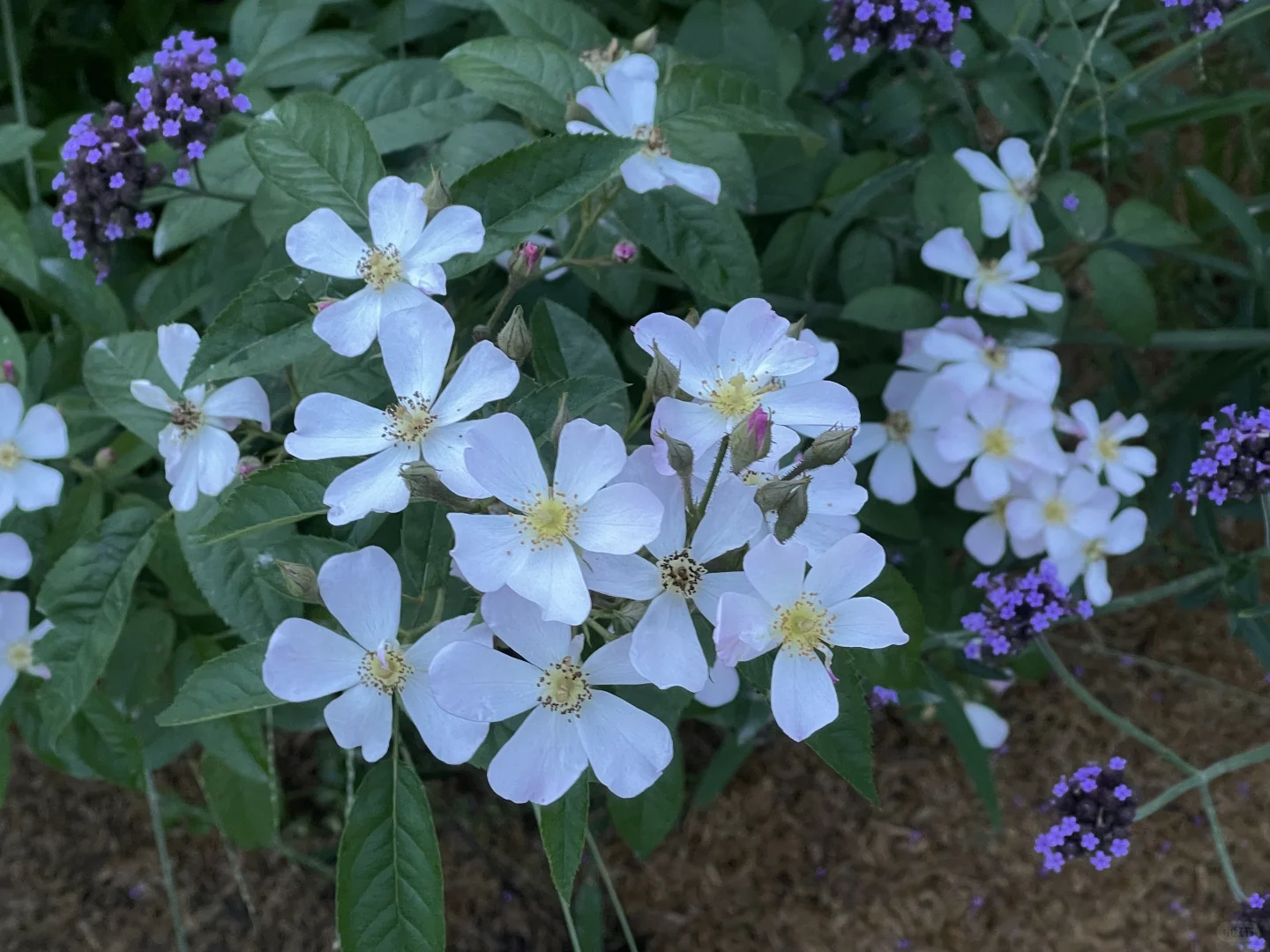 小花品种拯救夏日花园