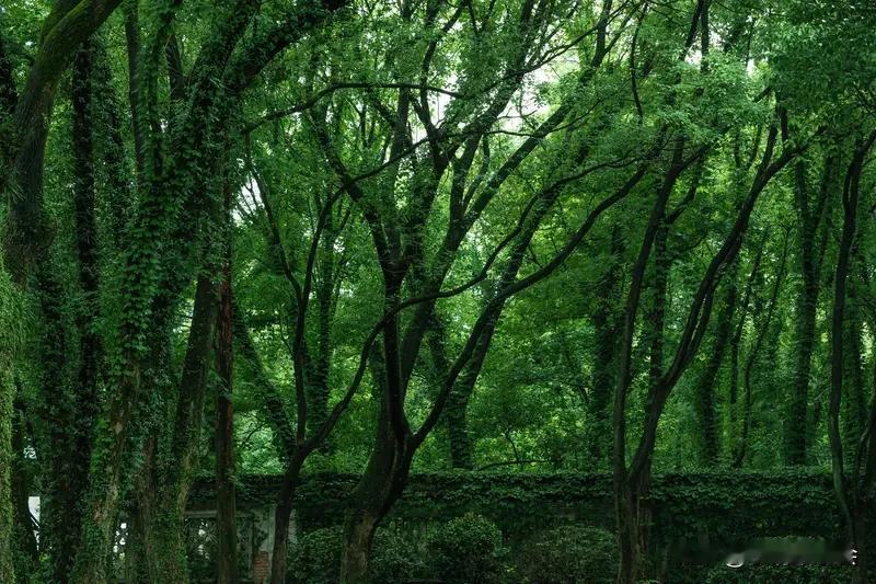 看到“雨润大地层层绿”这句下联，瞬间来了兴致。对联讲究对仗工整、意境相衬。
我对