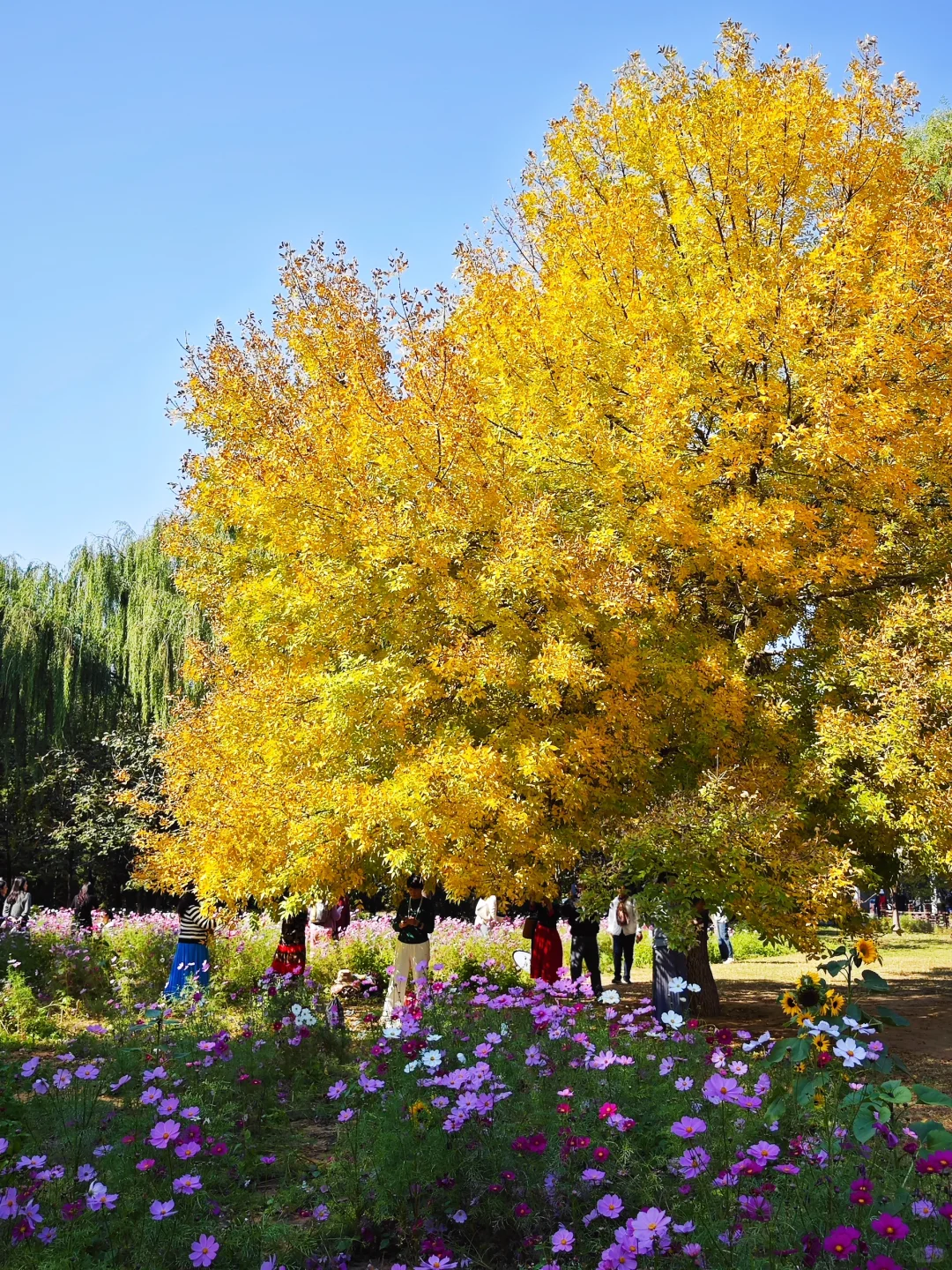 10.16奥森北园的神树已经开始，附位置
