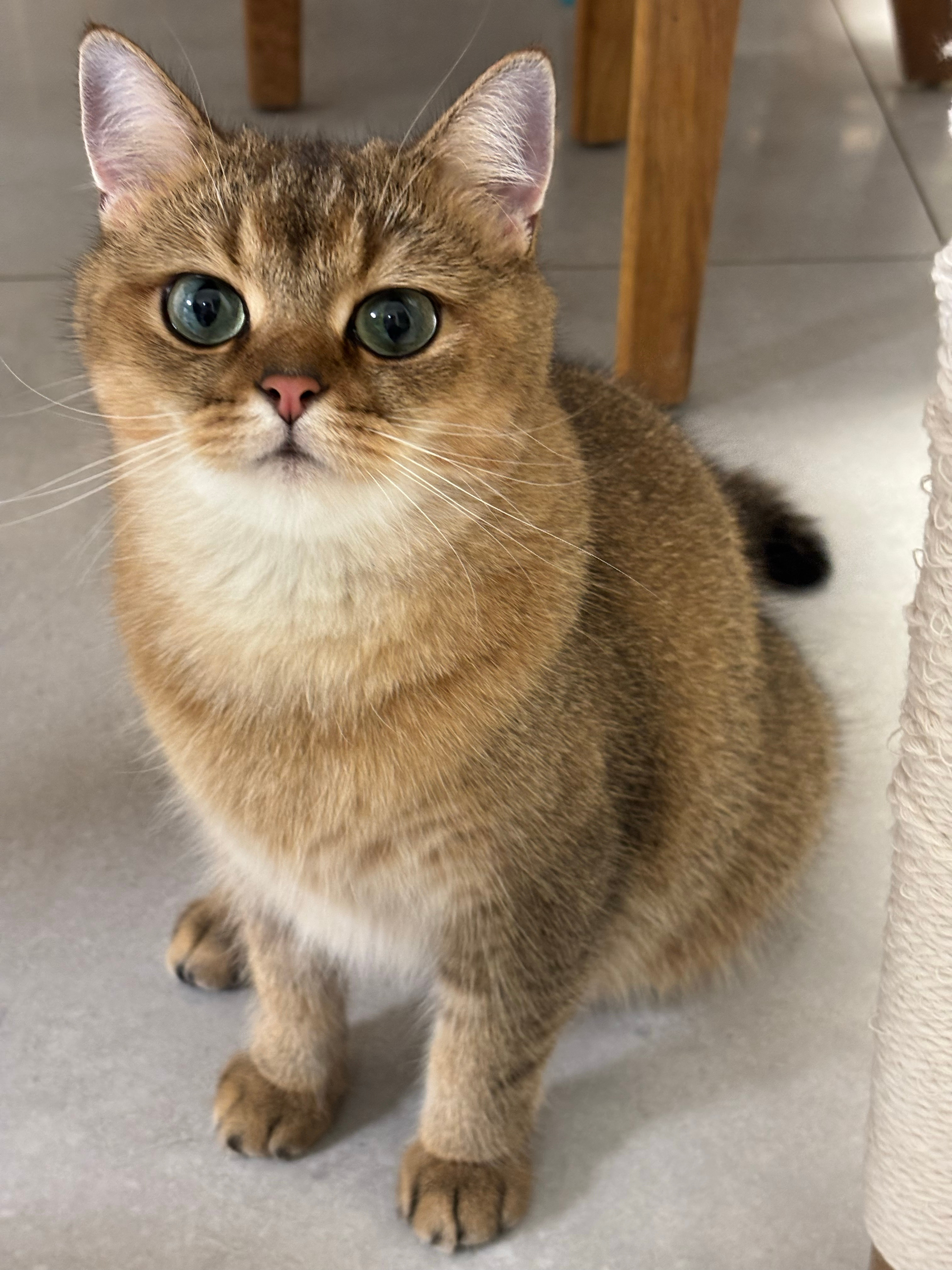 太热了🥵猫咪
