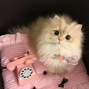 柯柯可可