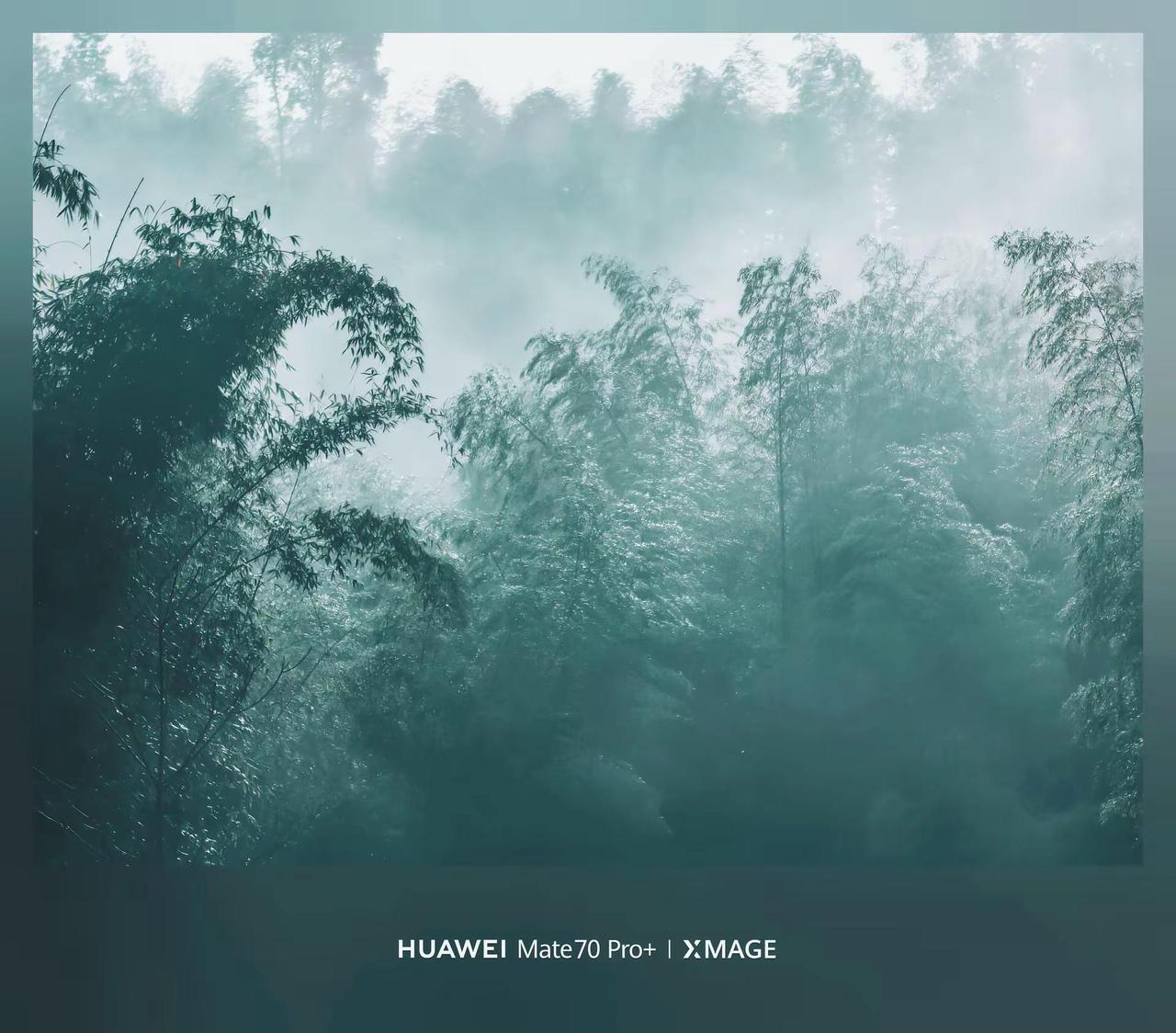 2026华为影像大赛。XMAGE影像系统，静谧竹林，意境融彻。mate70pro