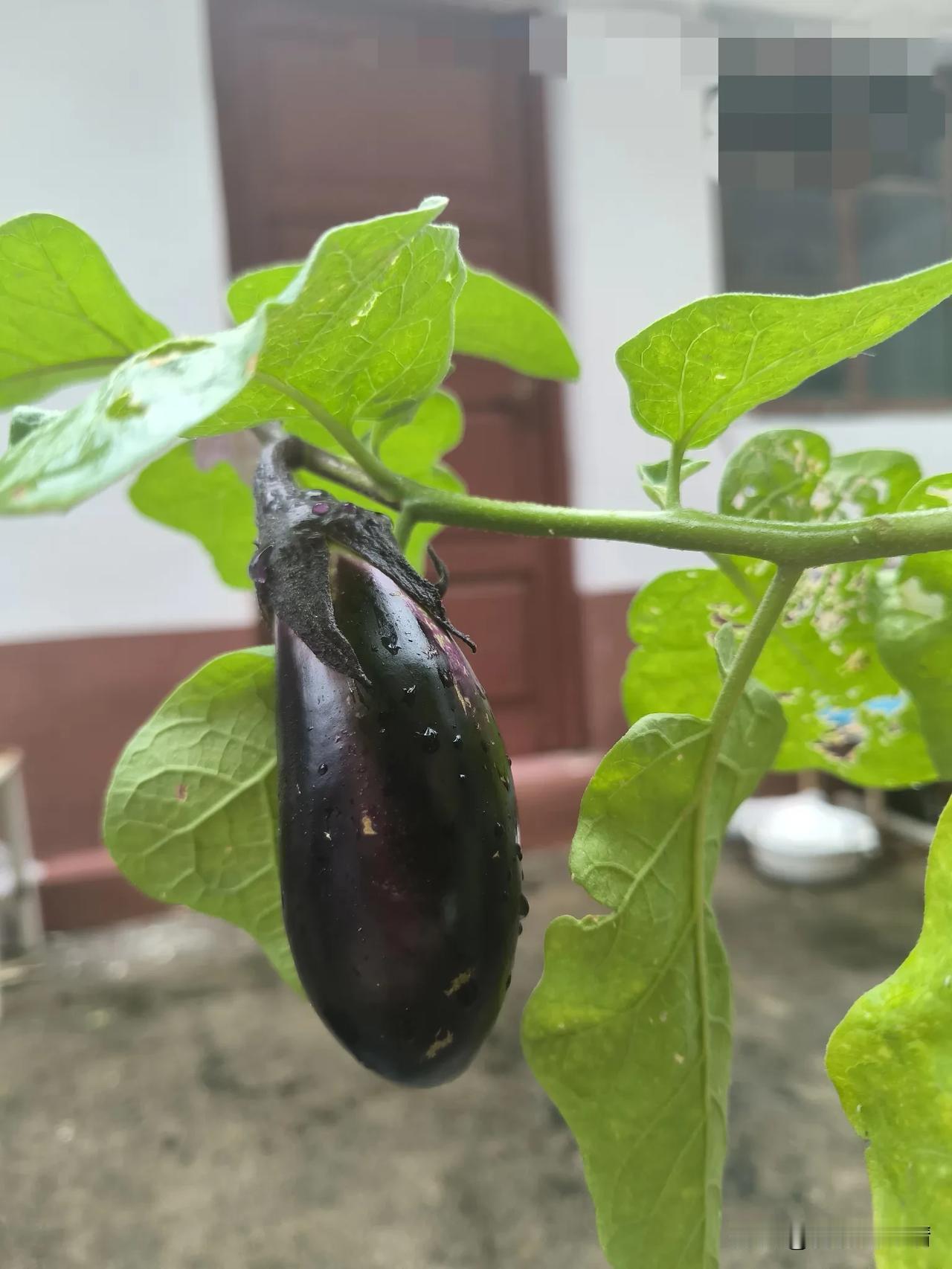 我又埋到土里一包肉馅

今天打开冰箱看看有什么吃的，发现冷藏室有个塑料袋，里面装