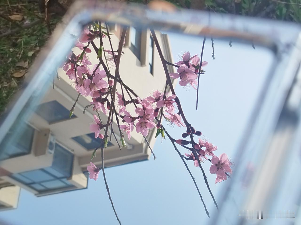 岛城的彩礼也这么高了吗？

邻居大姐的儿子，五月份结婚，她给儿媳妇的彩礼是18.