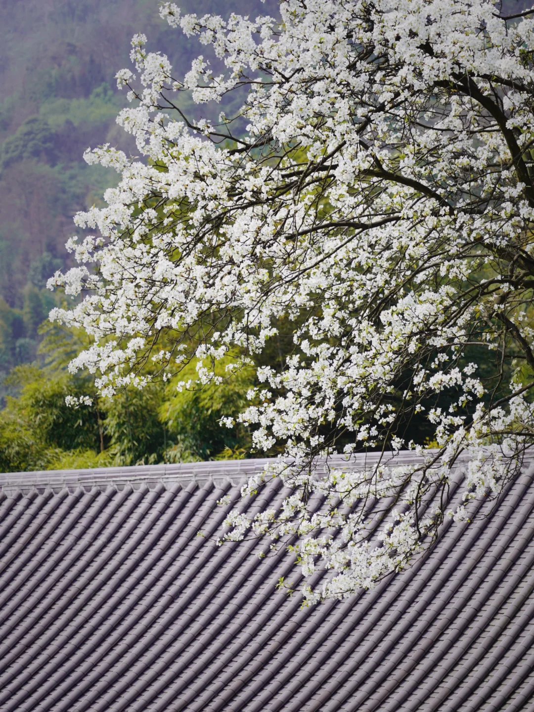 成都周边游|赏花·挖野菜·泡私汤