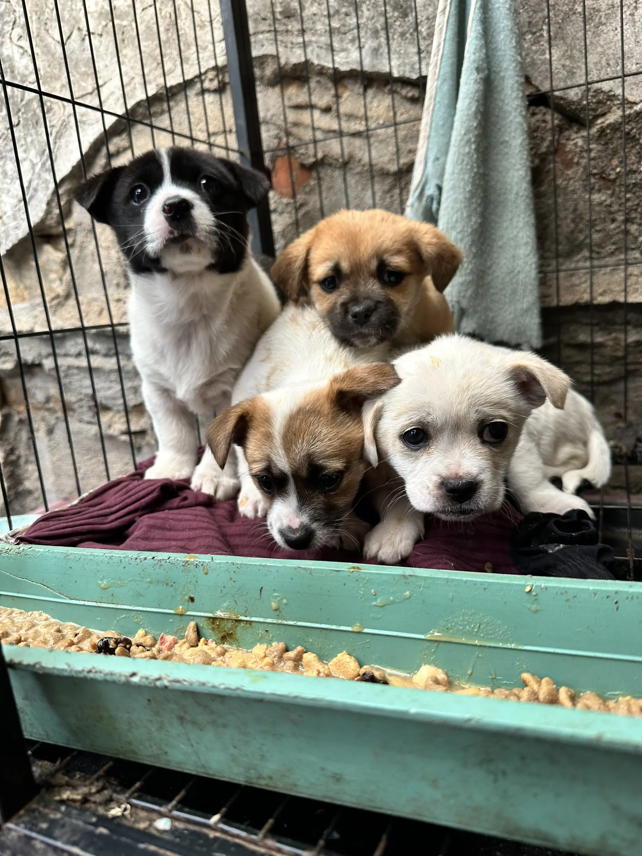 刚刚救回来的小狗狗