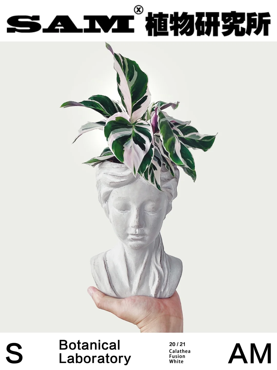 油画竹芋｜Calathea Fusion White