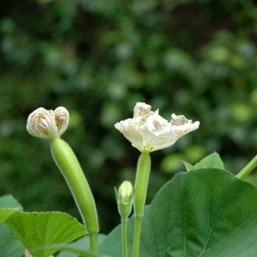 “茄子”，上海人叫“落苏”。主要是按照“茄子”开花的形态说的。
有一种蔬菜，上海