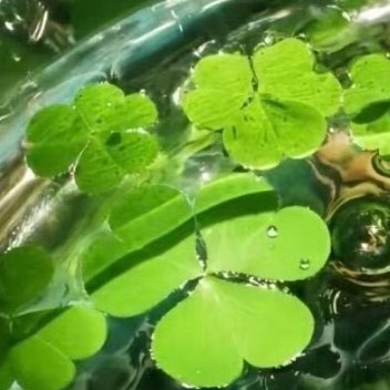 他所说的“让她三分”，不是“三分流水七分尘”的“三分”，而是“天下只有三分月色”