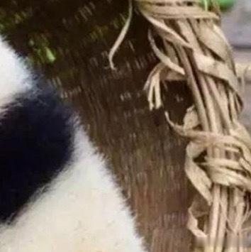 熊猫守护者 | 熊猫守护者  善良是人生的正能量，是一种能够面对人生一切困苦的力