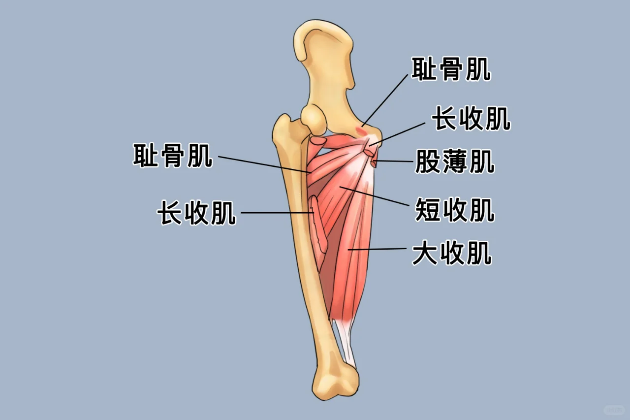 大腿肌肉分布清晰图
