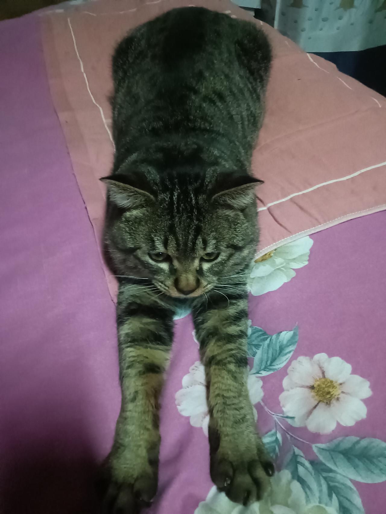 猫咪慵懒躺卧，花色床单衬托，萌态可掬猫咪魔性躺姿 躺地上的猫 猫式睡觉 铺床猫咪