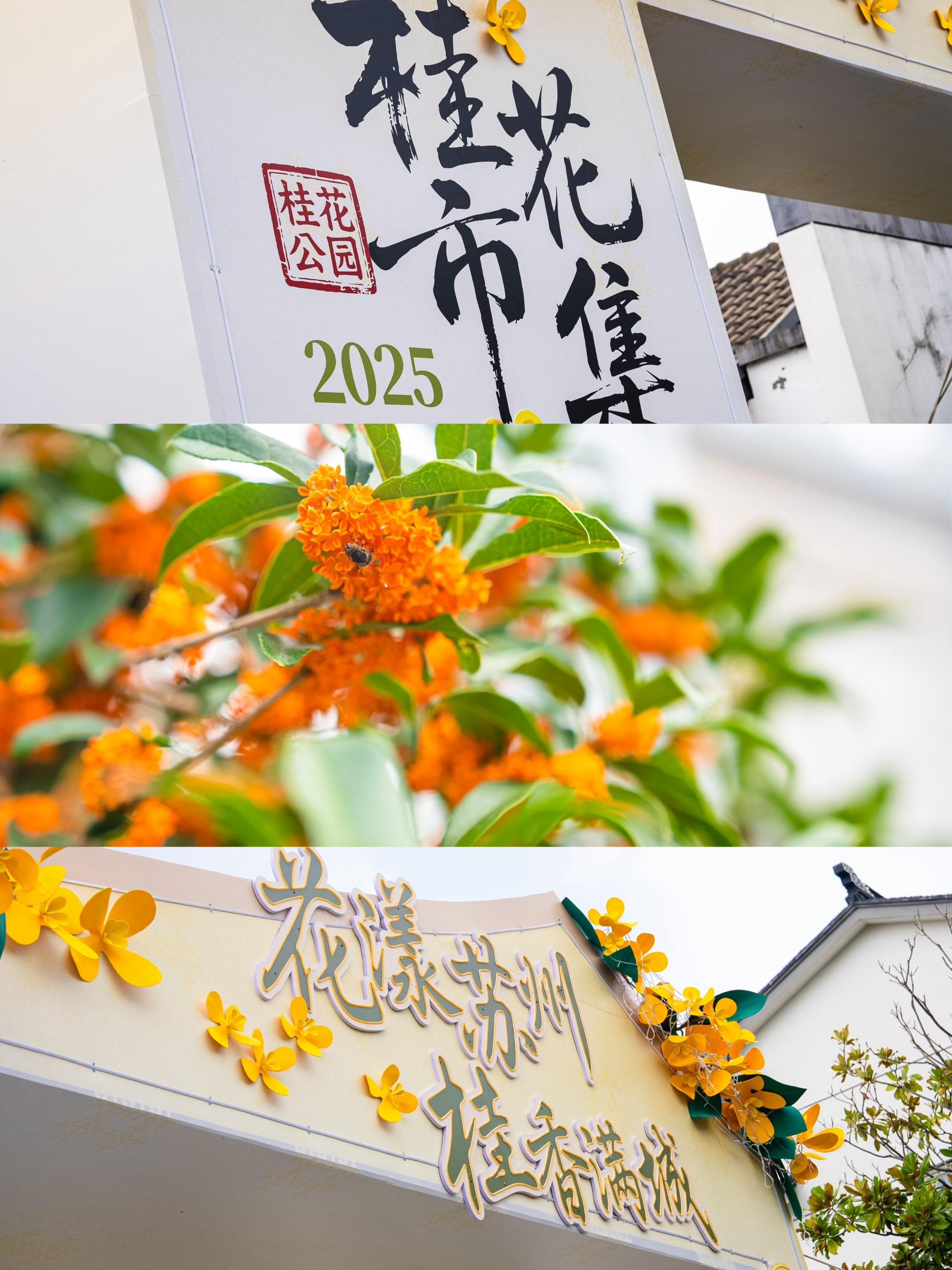 苏州桂花天花板！公园里藏着的限定市集。苏州市中心居然藏着一座「桂花主题...