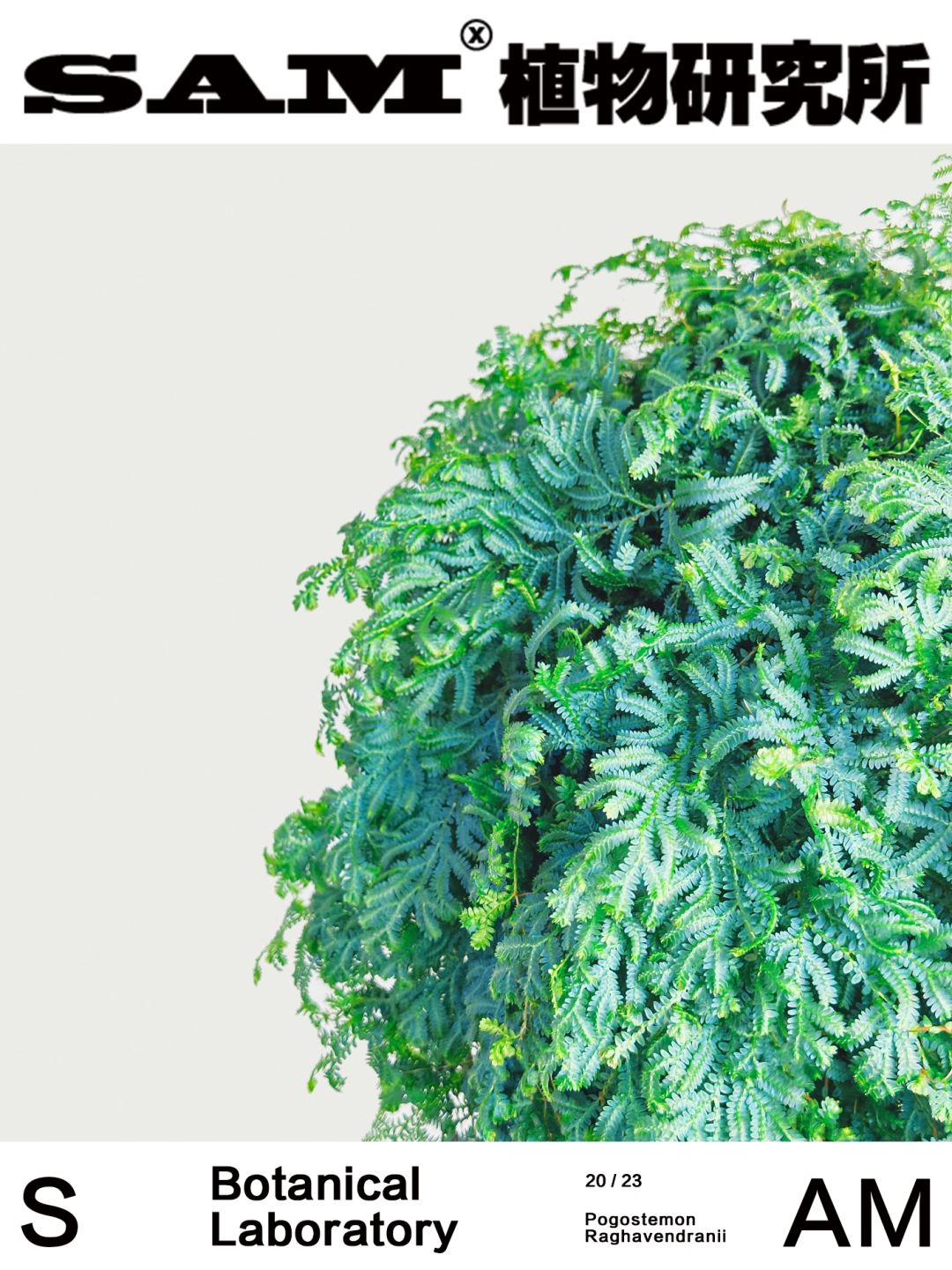变色龙珊瑚蕨｜Selaginella Uncinata.