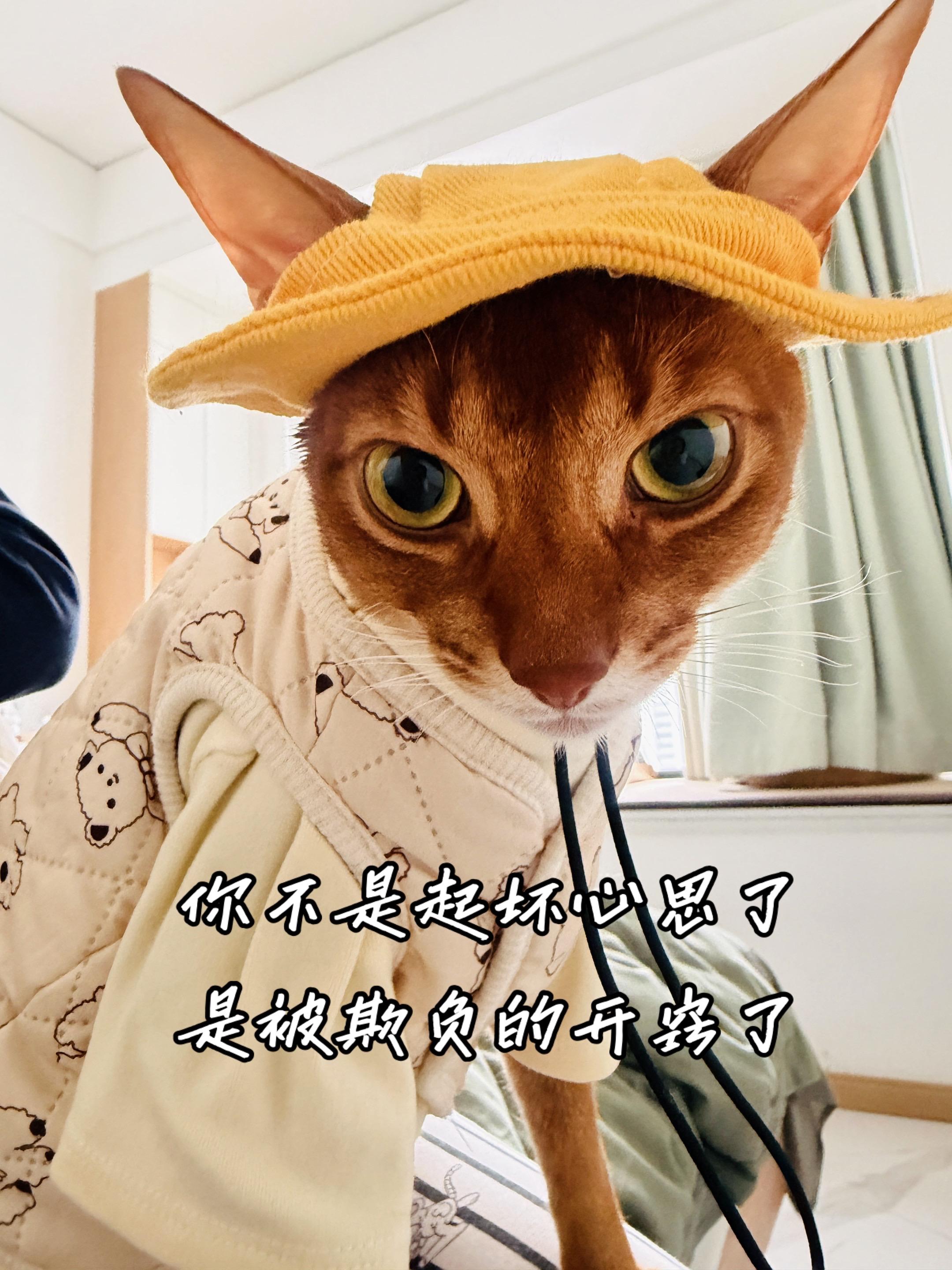 你不是起坏心思了 是被欺负的开窍了