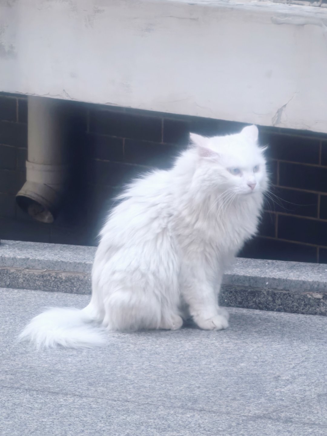 猫猫在等罐罐猫