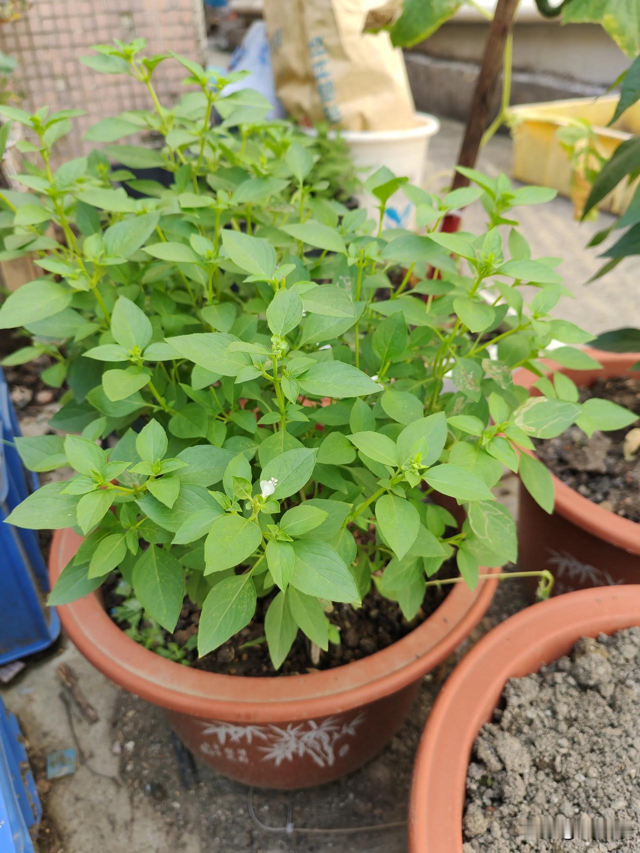 这个是什么蔬菜？有人认识吗