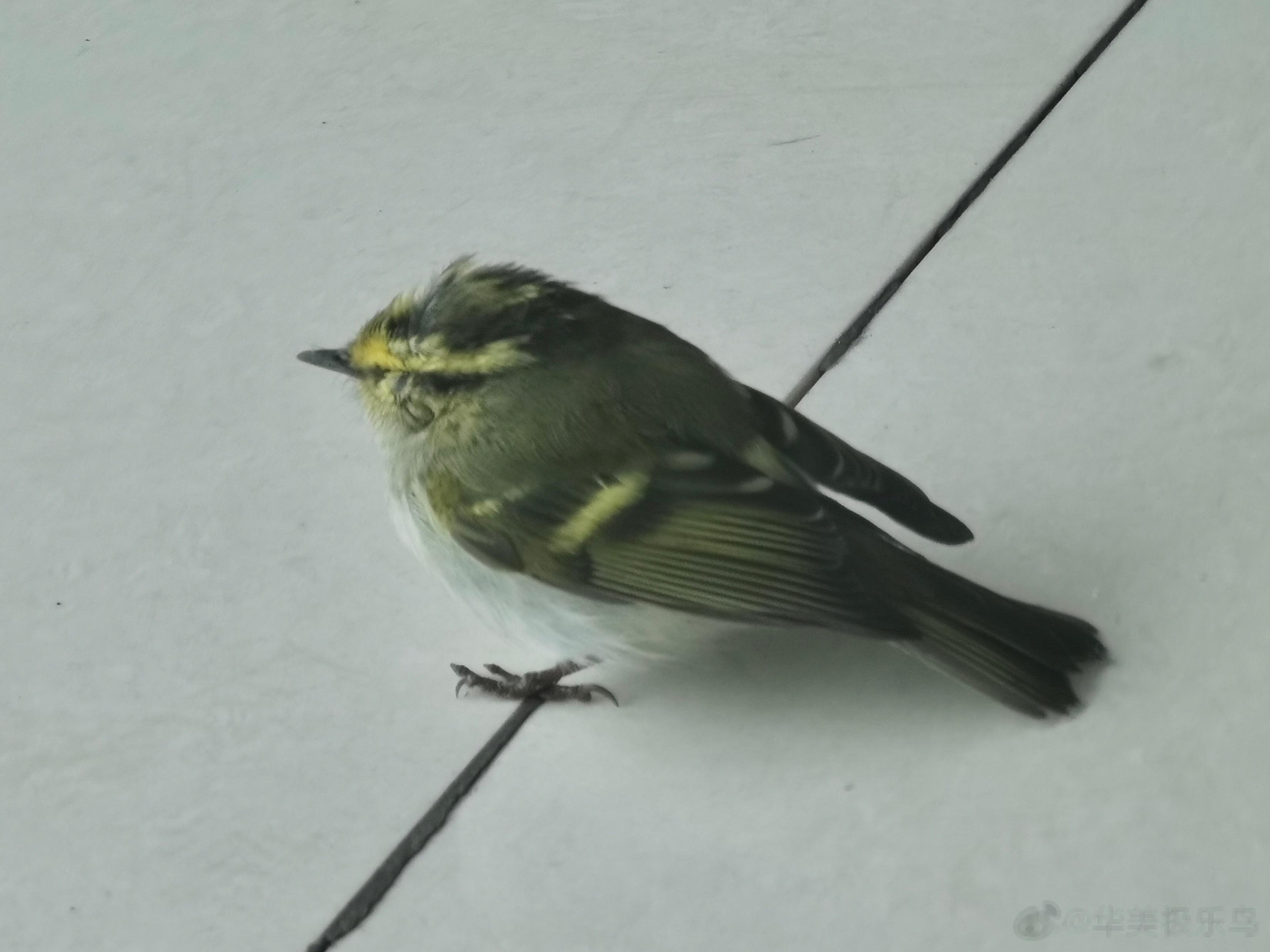 #鸟粉投稿# 飞进教学楼里的【黄腰柳莺】找出口的时候一直撞玻璃，头都秃了最后被被
