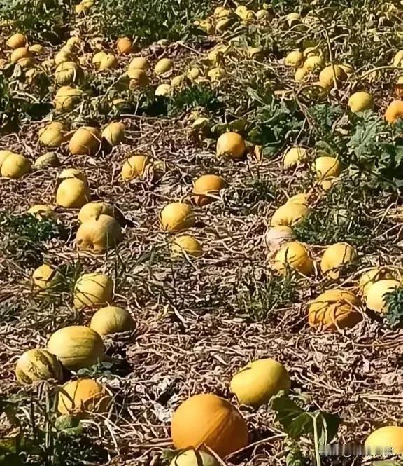 请问这个好像南瓜的瓜，叫什么瓜？烂在地上一大遍，都没人收没人捡的呢？难道这种瓜不