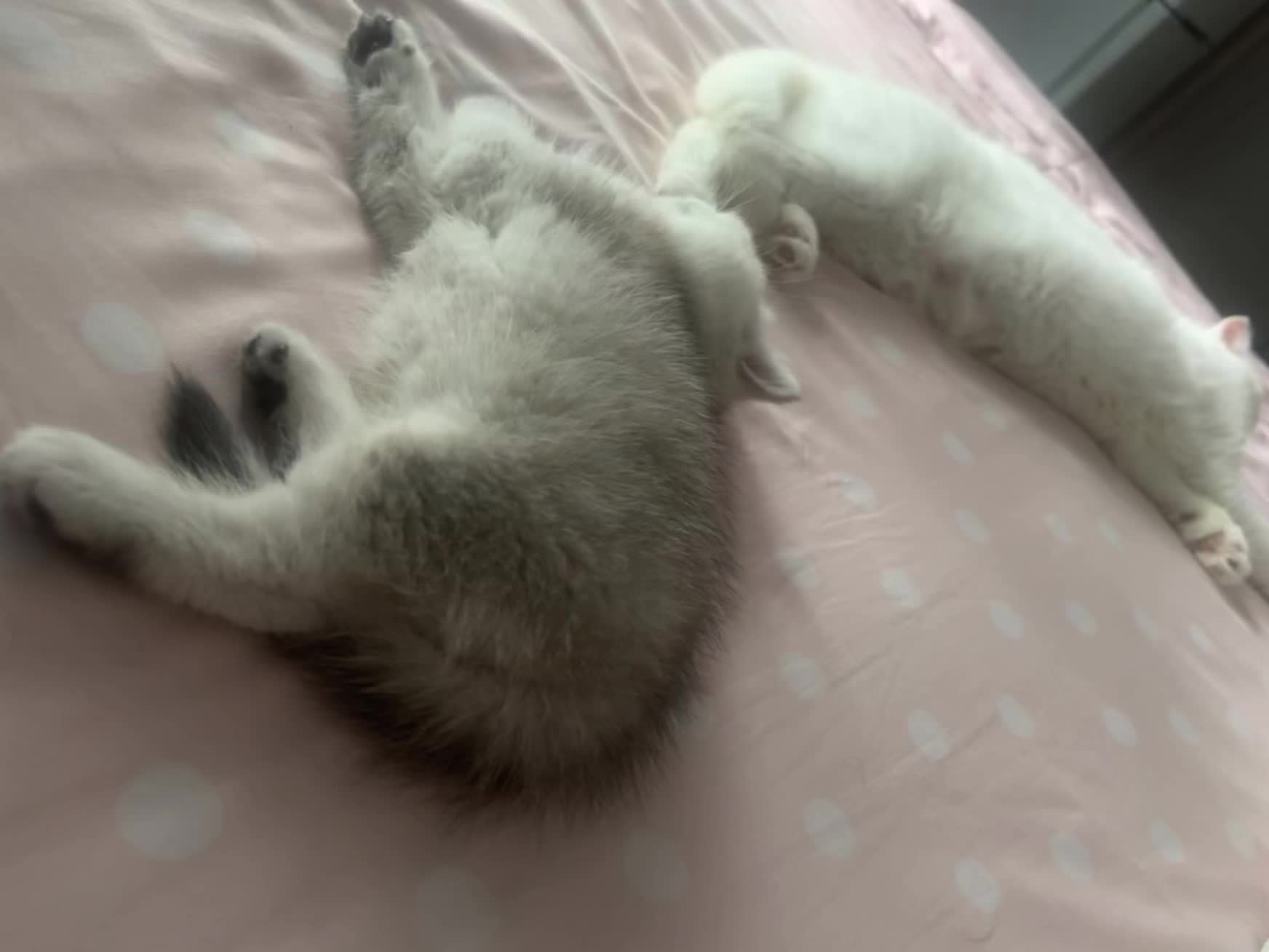 真未婚带三头 我家傻猫