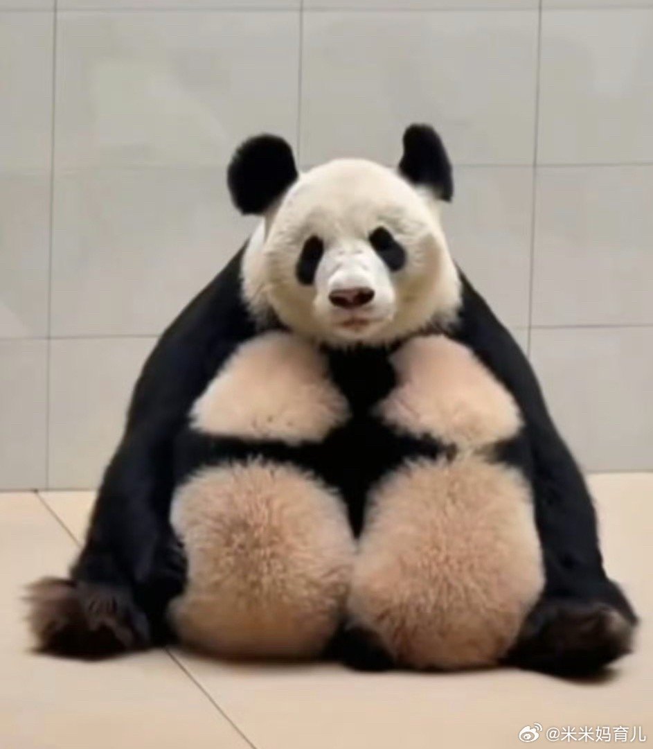 谁带娃谁憔悴包括熊猫真的谁带娃谁憔悴啊～一副生无可恋的样子连大熊猫都一样当妈妈哪