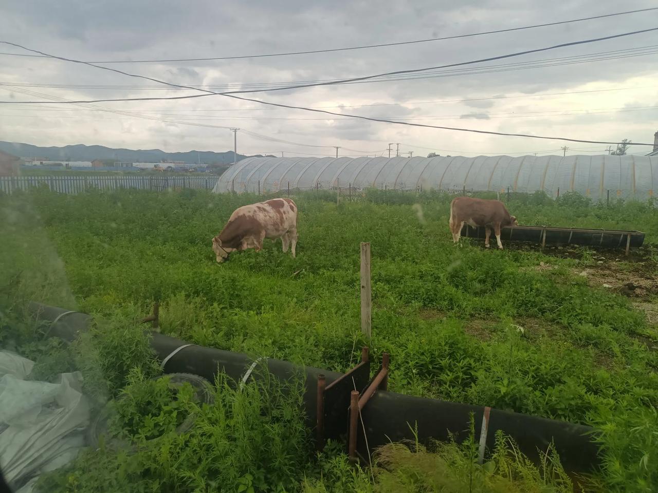 新手养牛必听！这些“坑”不避开，真的会血本无归！
 
各位养牛的朋友们，大家好！