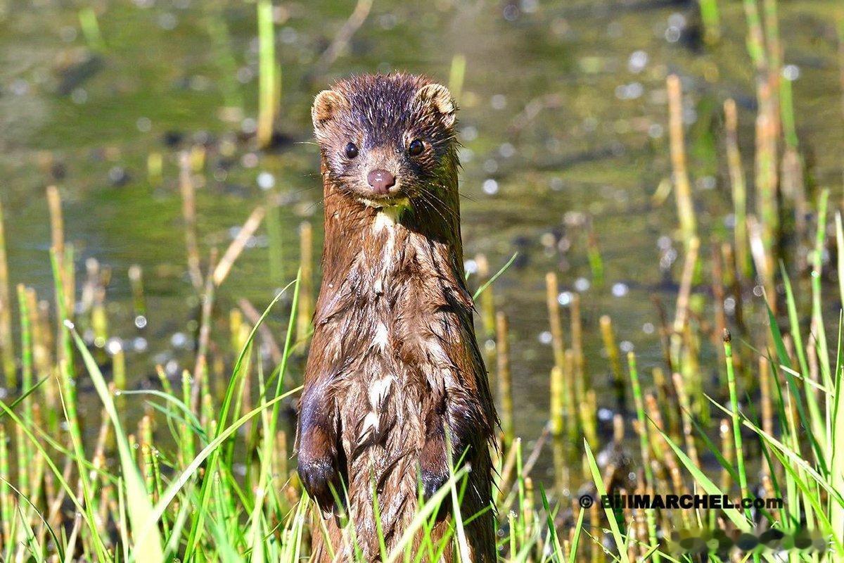 一个摄影师在拍摄鸟而水貂闯入他面前他伪装的实在太好水貂和他都吓了一跳 