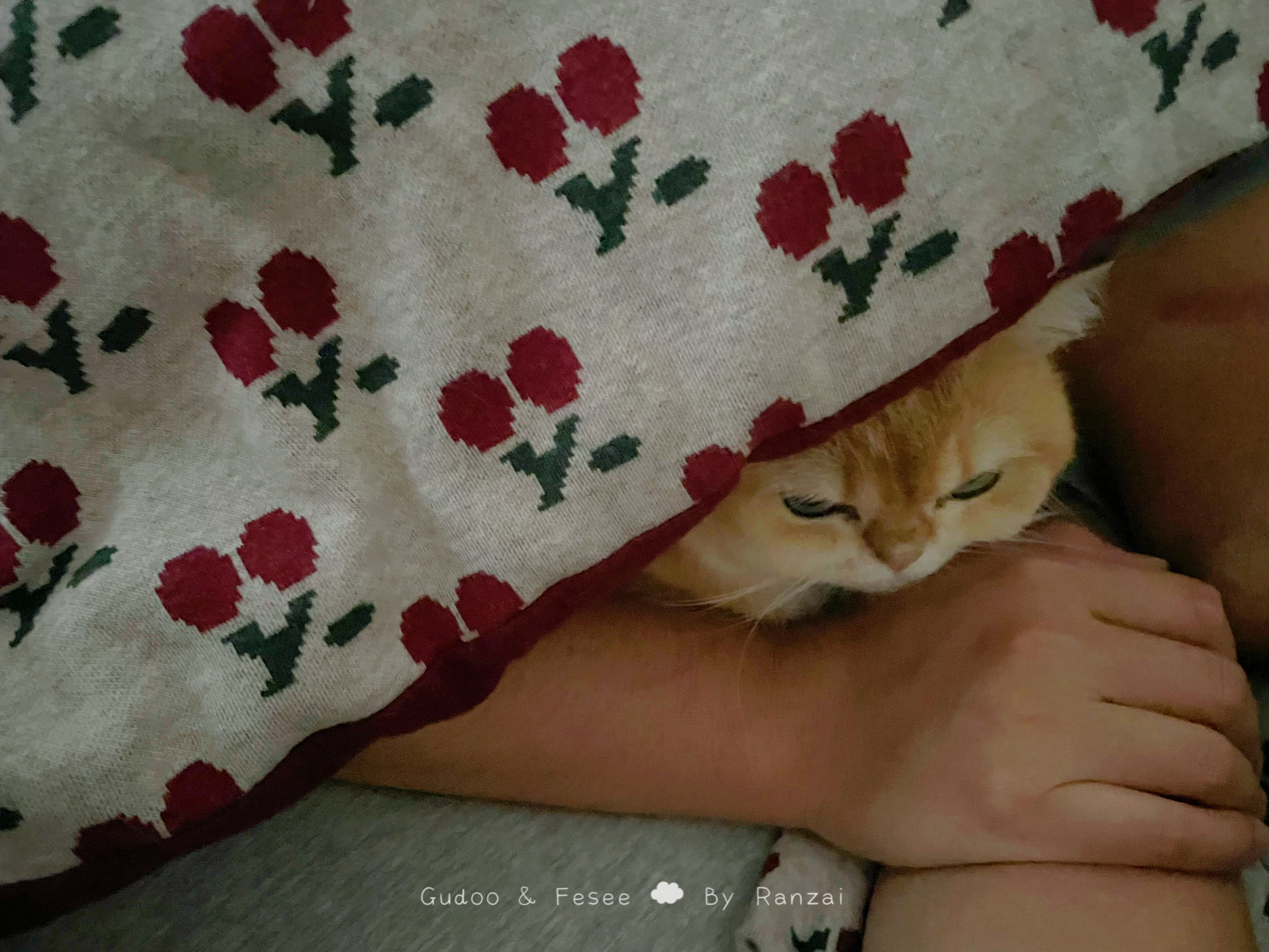 中午回房间掀开被子发现一个凑脸猫猫[开学季]#菇冬怎么肥四[超话]# ​​​