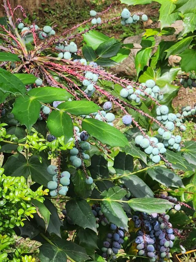 有谁认识这是什么植物吗？
夏日里，一种蓝色的浆果圆润保满，復盖着一层优雅的白粉，