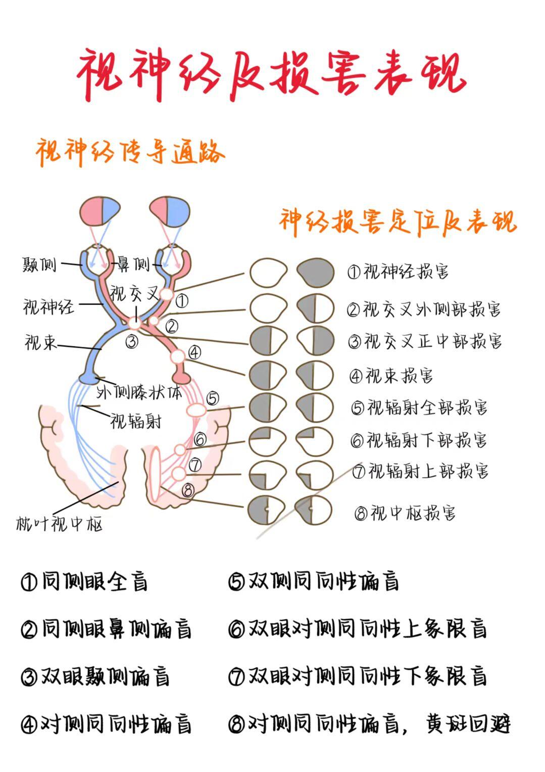 医学生笔记——视神经及损害表现