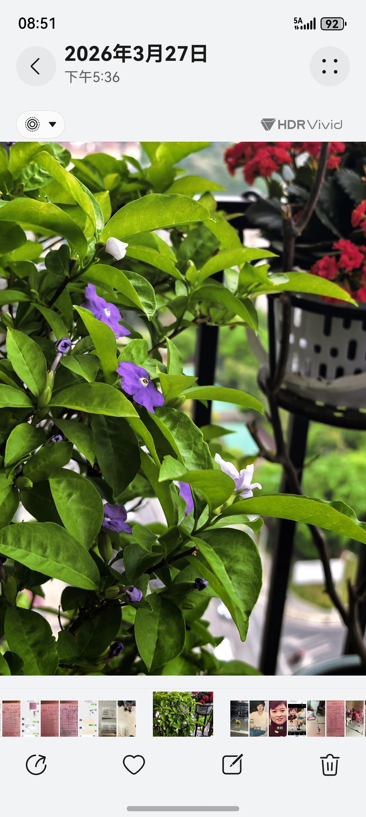 今天拍的双色茉莉，白紫相间的小花散落在绿叶间，淡淡的清香，飘满了整个阳台。

这