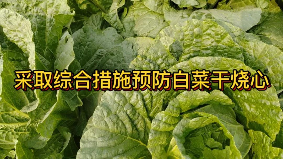 #如何防止白菜干烧心?#防止白菜干烧心可从以下方面入手。一是合理施肥，增施有机肥