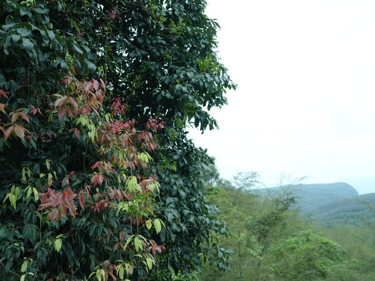 在纳溪白节岩区海拔八百多米的山坳里，雨刚停，空气里还裹着湿意，我撞见一丛乌饭树。