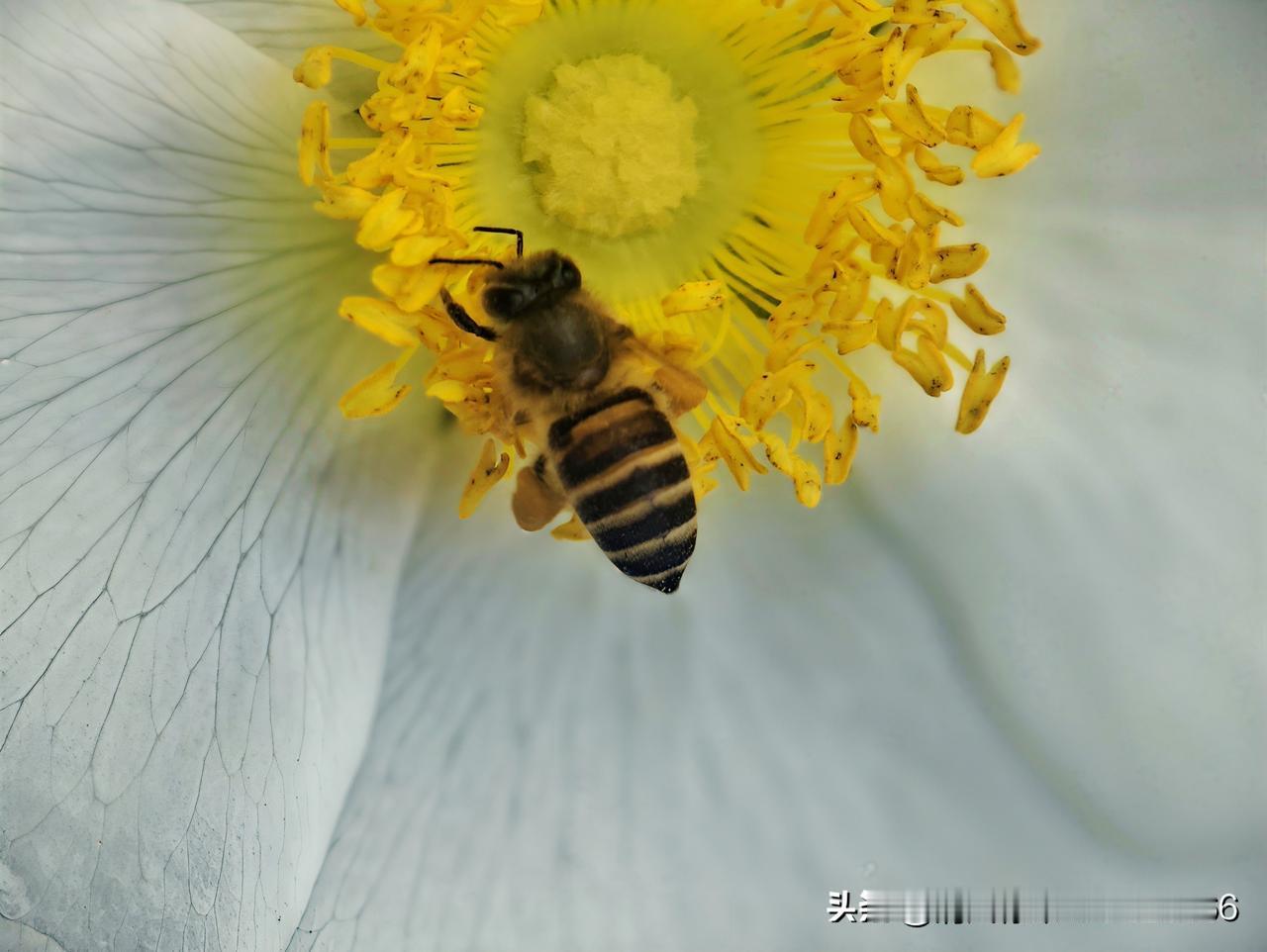 随手一拍，记录美好一朵花的温柔，一只蜂的忙碌，凑成了整个春天的甜。