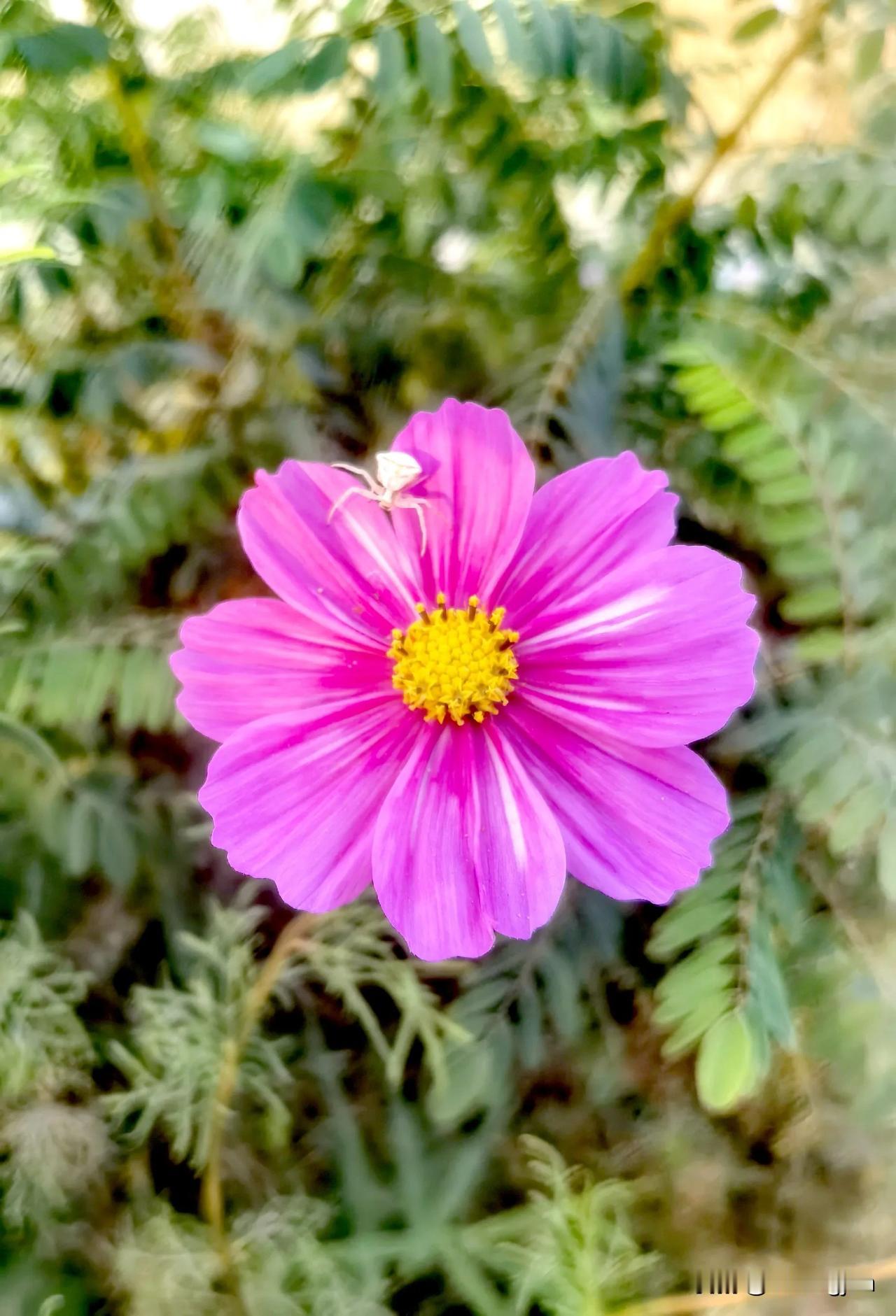 #艳丽花朵随手拍# 人生生活就这样能平静就好了。