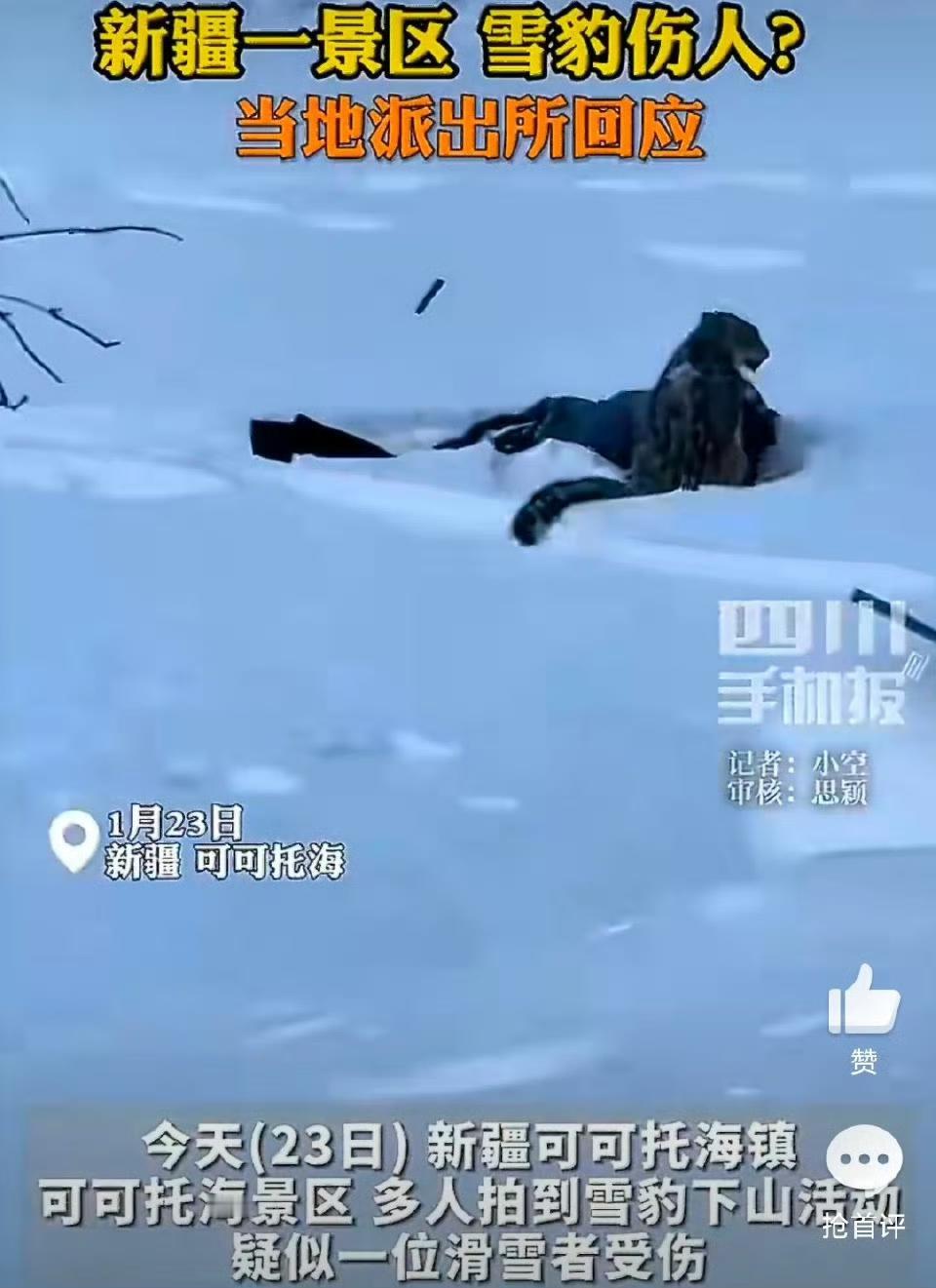 新疆可可托海雪豹伤人的事发画面太揪心！1月23日傍晚，一段现场视频在网络热传：雪