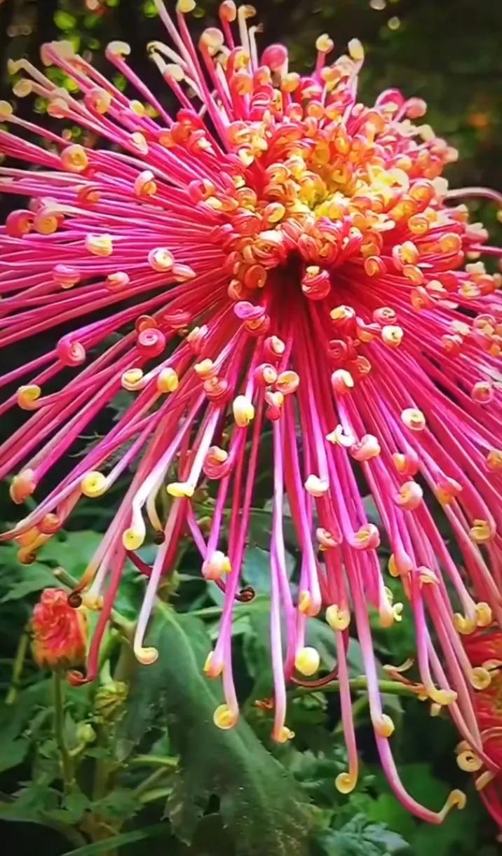 #秋日生活打卡季#“秋天菊花开满园，恰似繁星落人间。那一抹抹绚烂的色彩，在秋风中