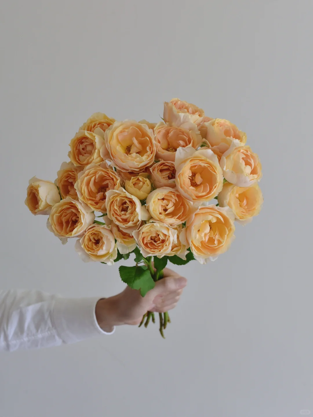 玫瑰·甜蜜微笑