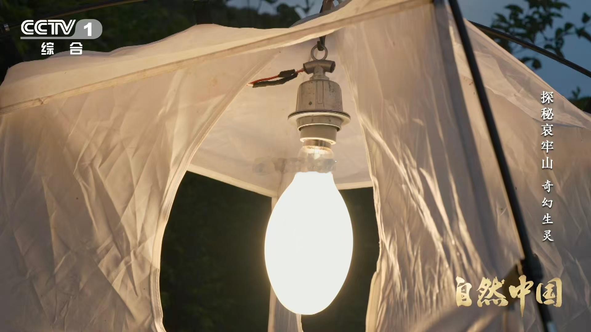 云南哀牢山这种蛾子一碰就叫这种天蛾出场自带BGM 神奇生物在云南！鬼脸天蛾凭借一