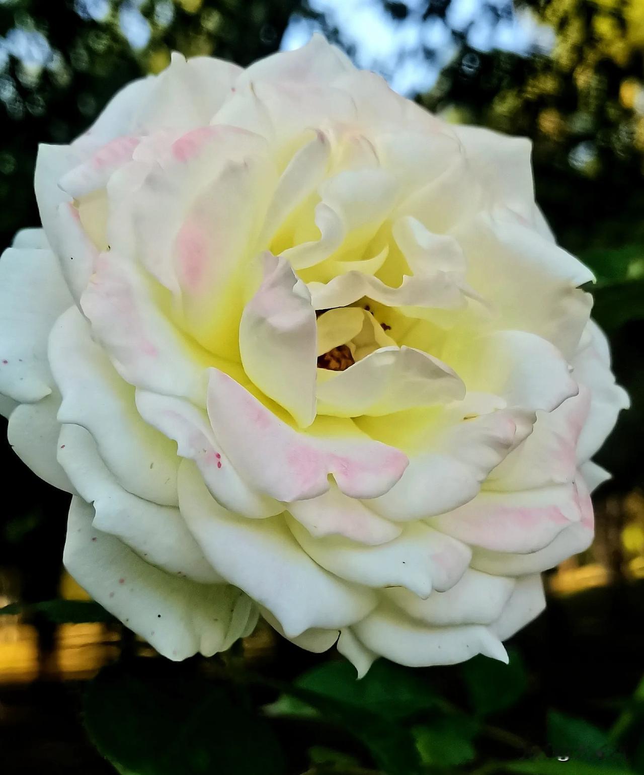 #护苗有我2024#（原创）
三色月季花赏析
大同市平城区御河东岸生态园随手拍