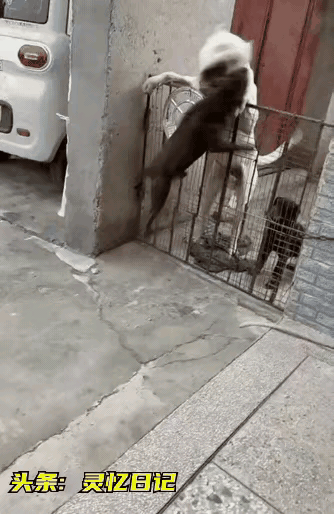 “太凶狠了”狗主人在车库旁边留出几米的空间用来养狗，结果恶犬惹祸了。
 
起因是