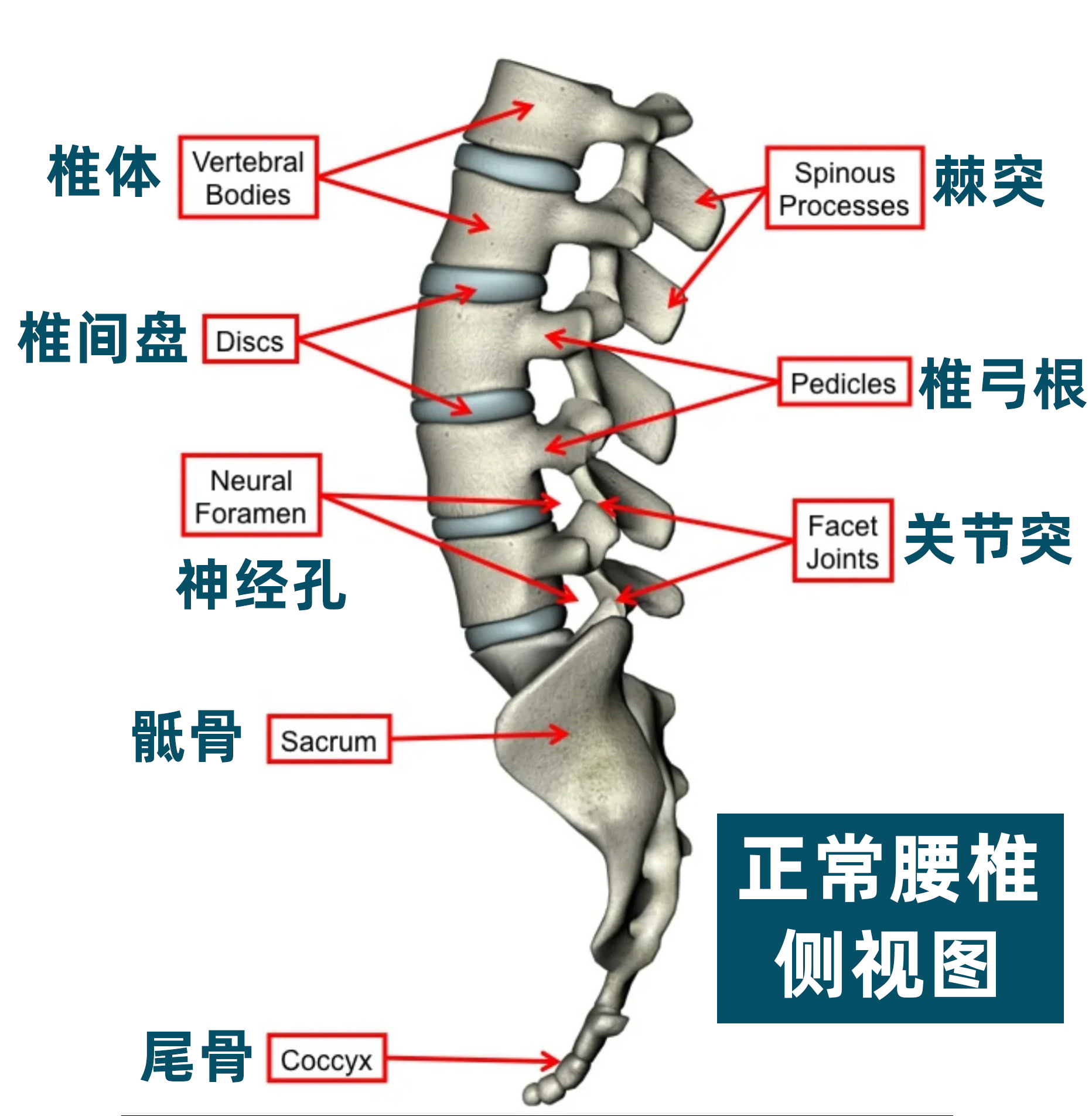 腰椎间盘突出 腰突一直是大家的高频提问，刚好发现了之前这份【康复干货盘点】，再来