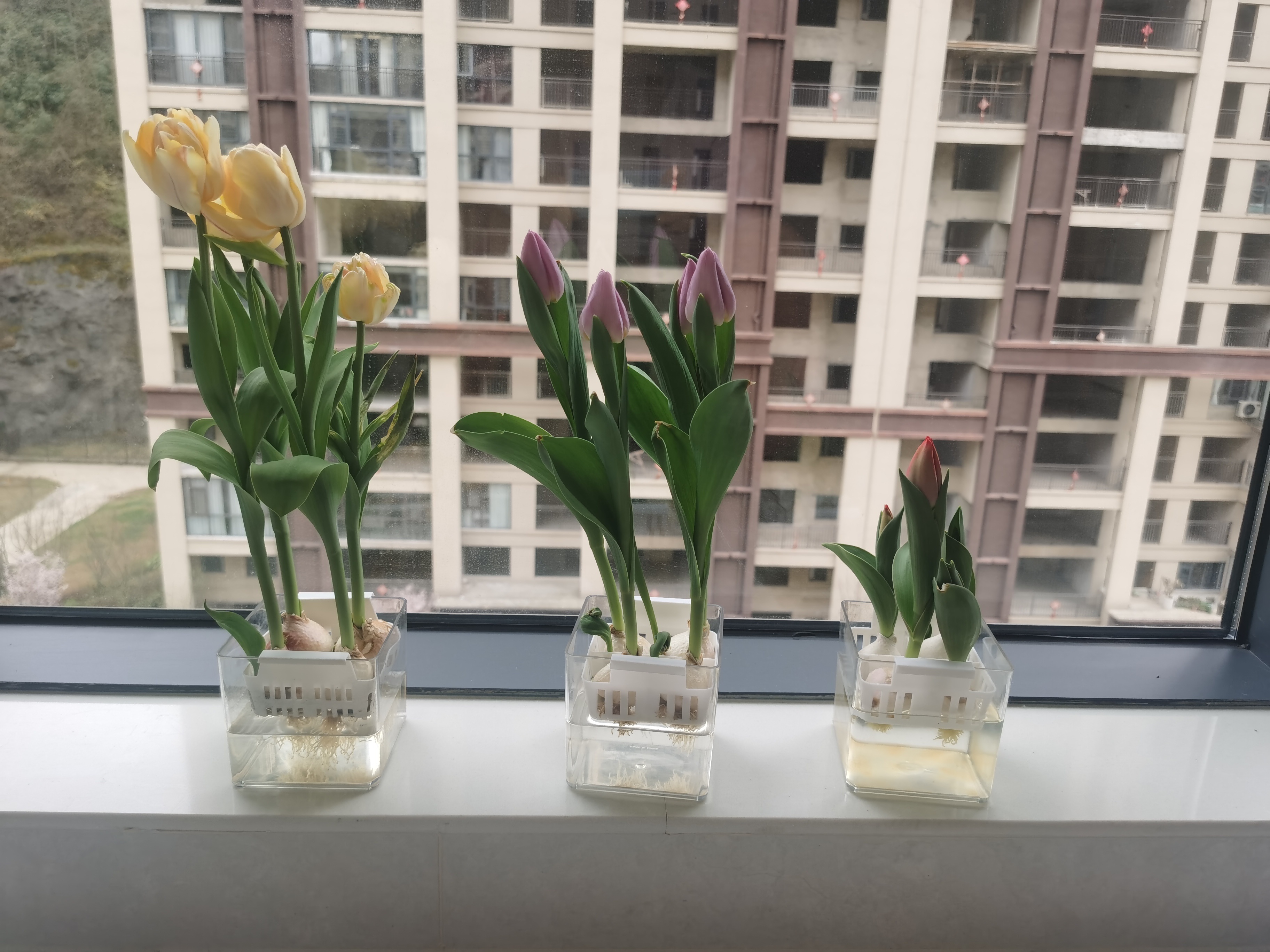 今天元宵节(づ′▽`)づ🏮大家分享一下我养的花儿。㊗️大家：元宵节快乐！愿花好