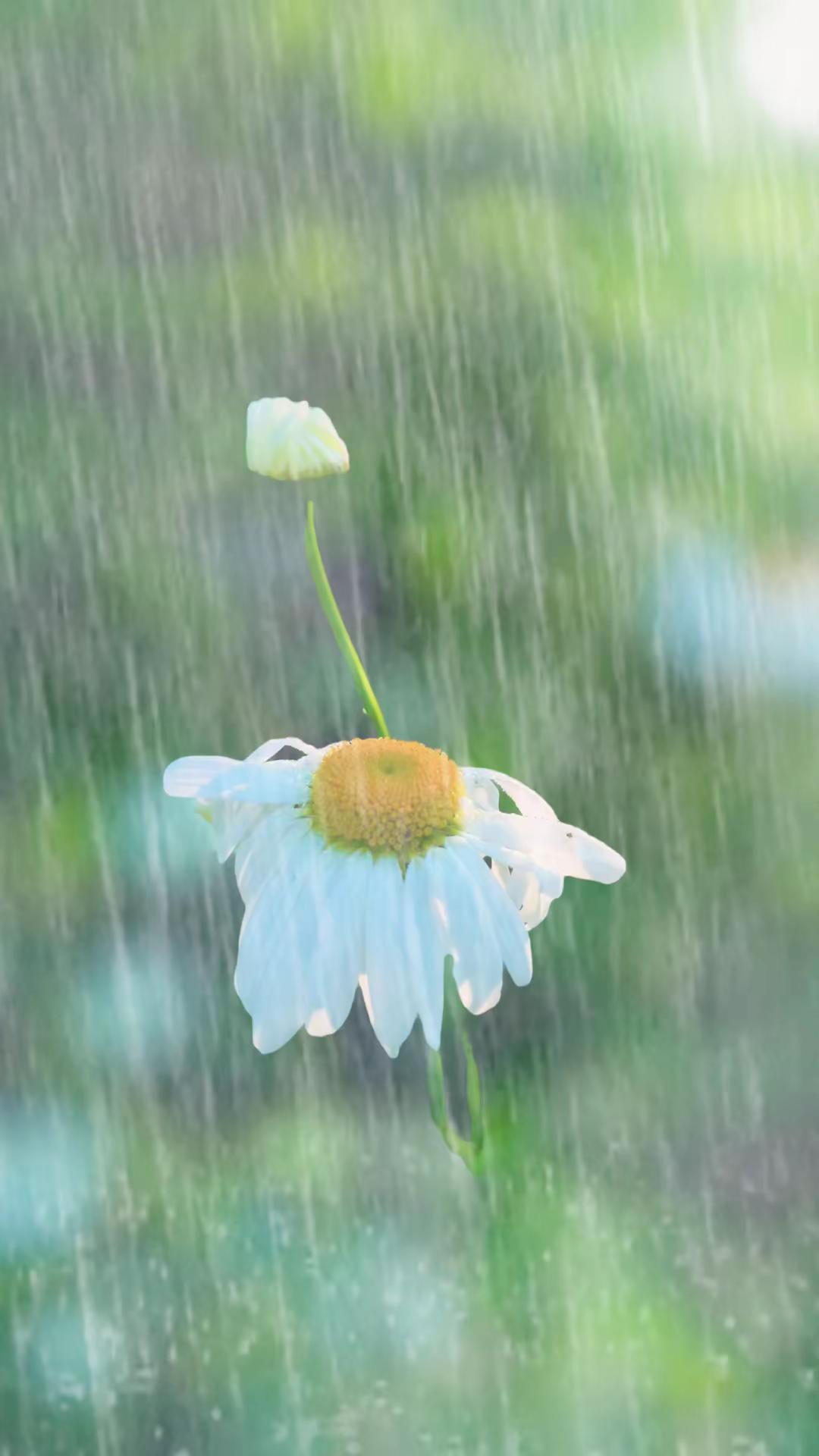 迎风摇曳小雏菊 白色雏菊花 风中小雏菊 勇敢的小雏菊无论如何，路要自己走，苦要自